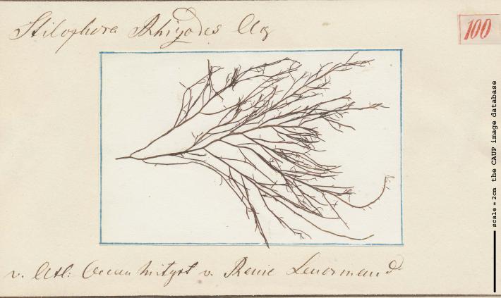 Stilophora tenella 100.jpg